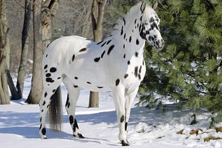Лошадь аппалуза в снегу