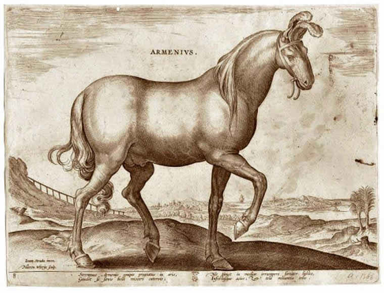 Армянская лошадь