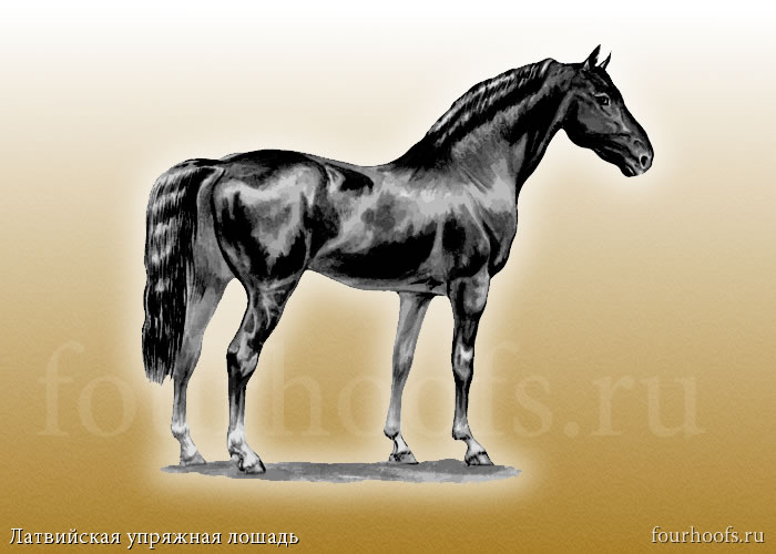 Упряжная порода: латвийская упряжная лошадь