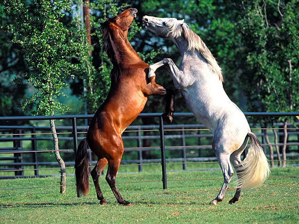 пара лошадей конфликтуют на летнем выгуле в леваде
