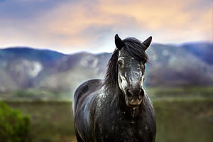 Красивая лошадь в горах