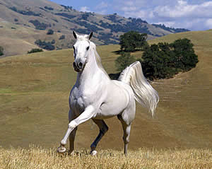 бедая лошадь бежит солнечным днём по полям
