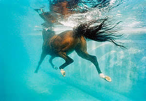 Лошадь плывёт в воде