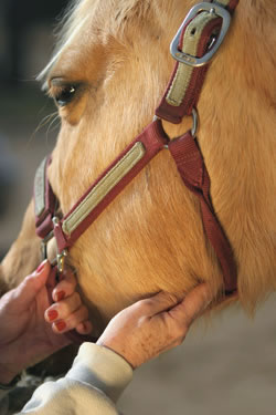 измерение пульса у лошади
