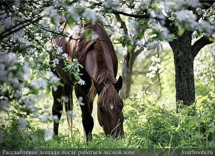 Деревянная лошадка в саду своими руками