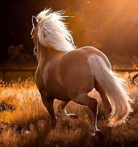 красивый хвост лошади