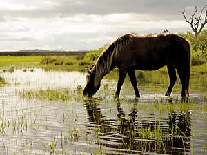 Лошадь на водопое