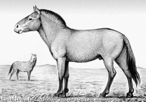 Лошадиные предки | Кони. Шаг в историю
