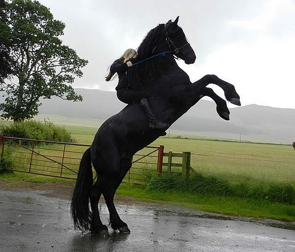 Лошадь И Человек Фото