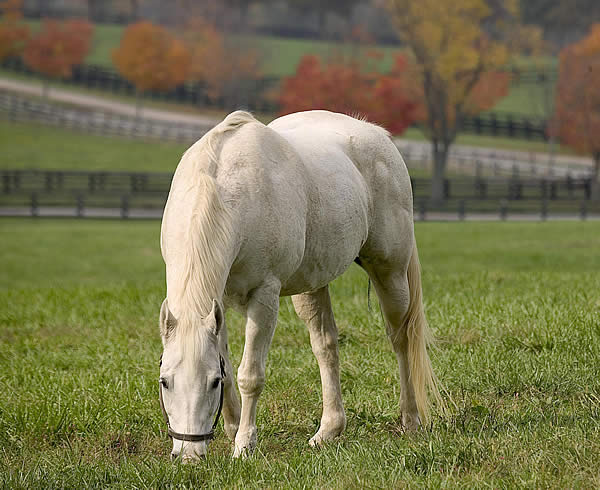 лошадь щиплет траву на выгуле
