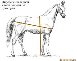 Промеры лошади